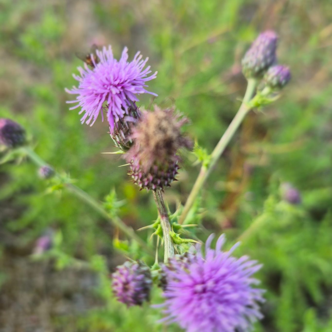 Purple thistle flowers surrounded by green foliage.